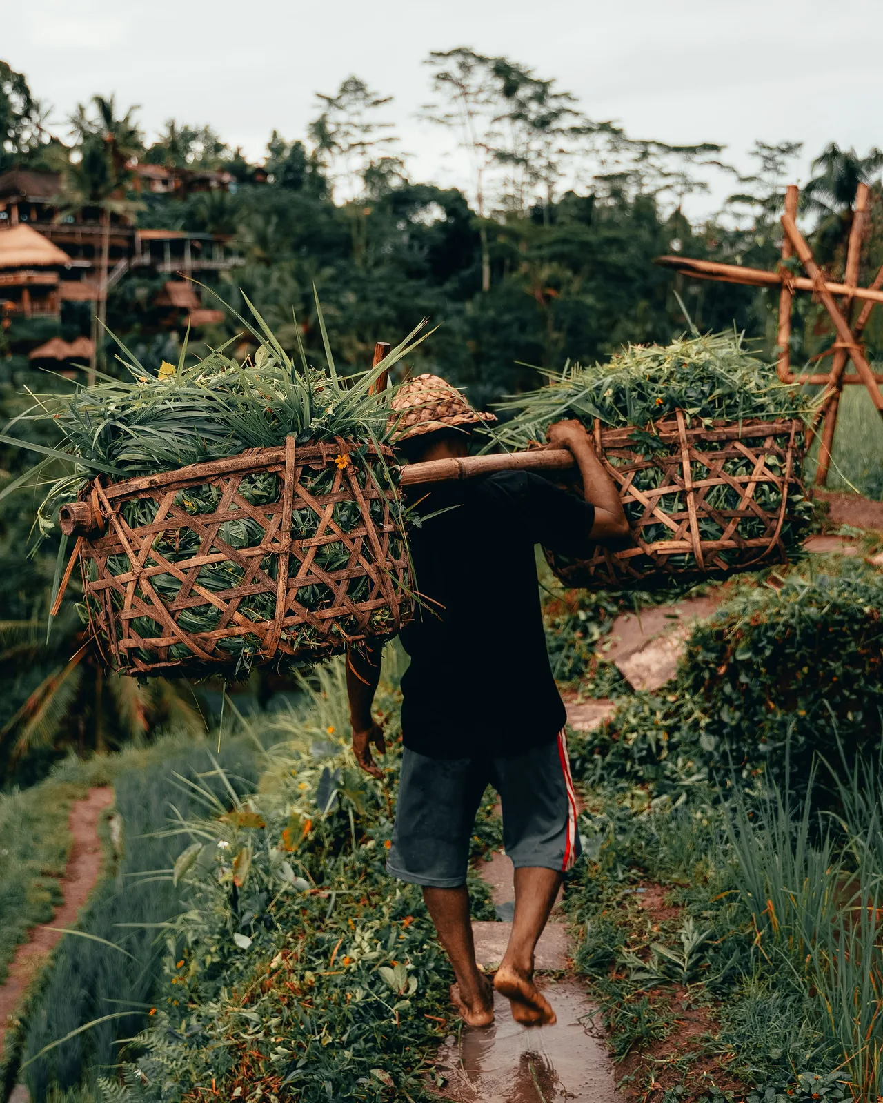 Balinese farmer standing among the island's landscape