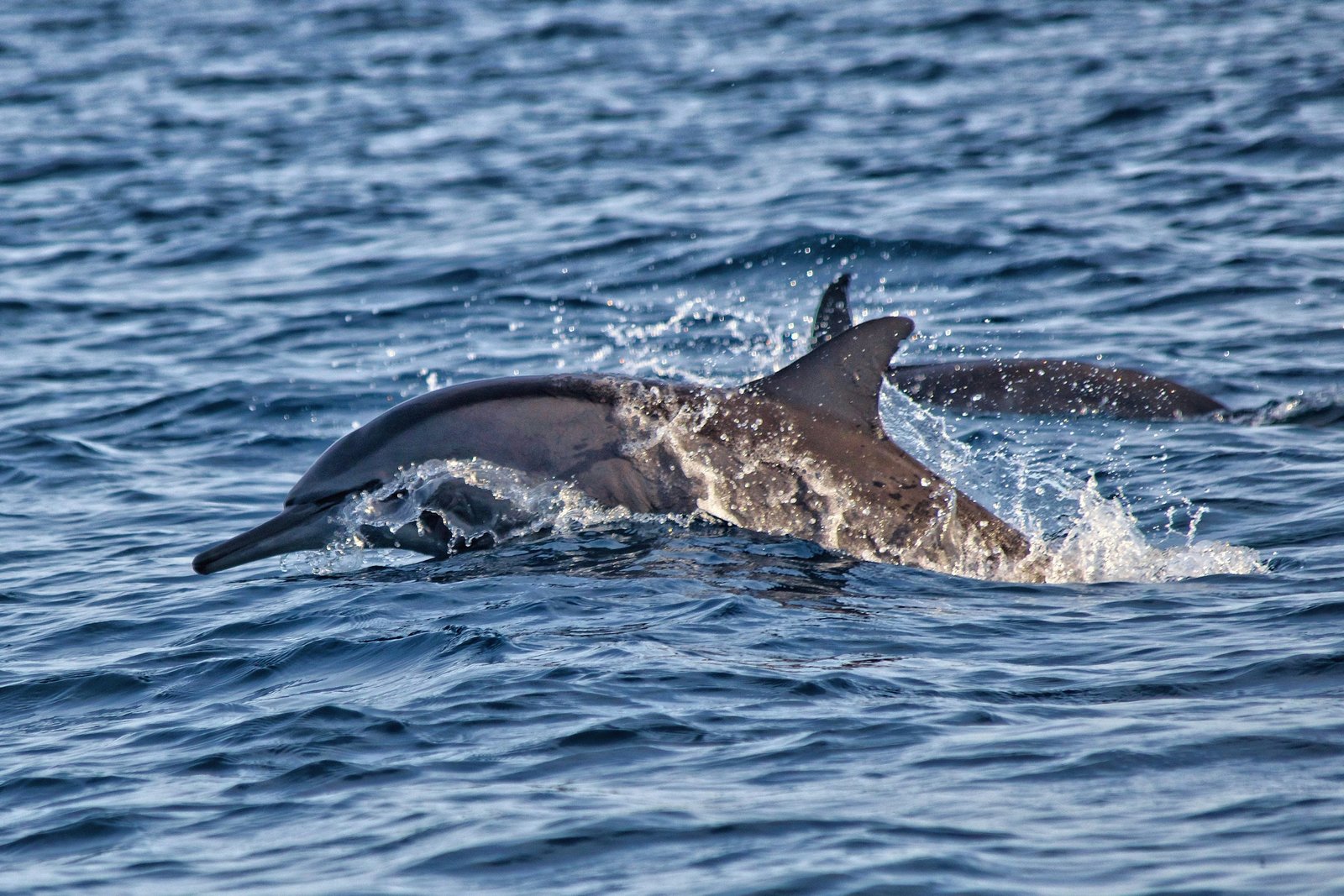 Dolphin Lovina Tour