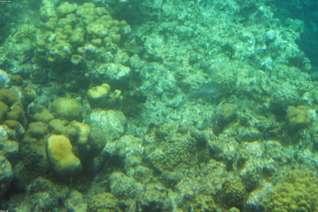 Padangbai Snorkeling and Blue Lagoon