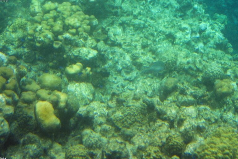 Padangbai Snorkeling and Blue Lagoon