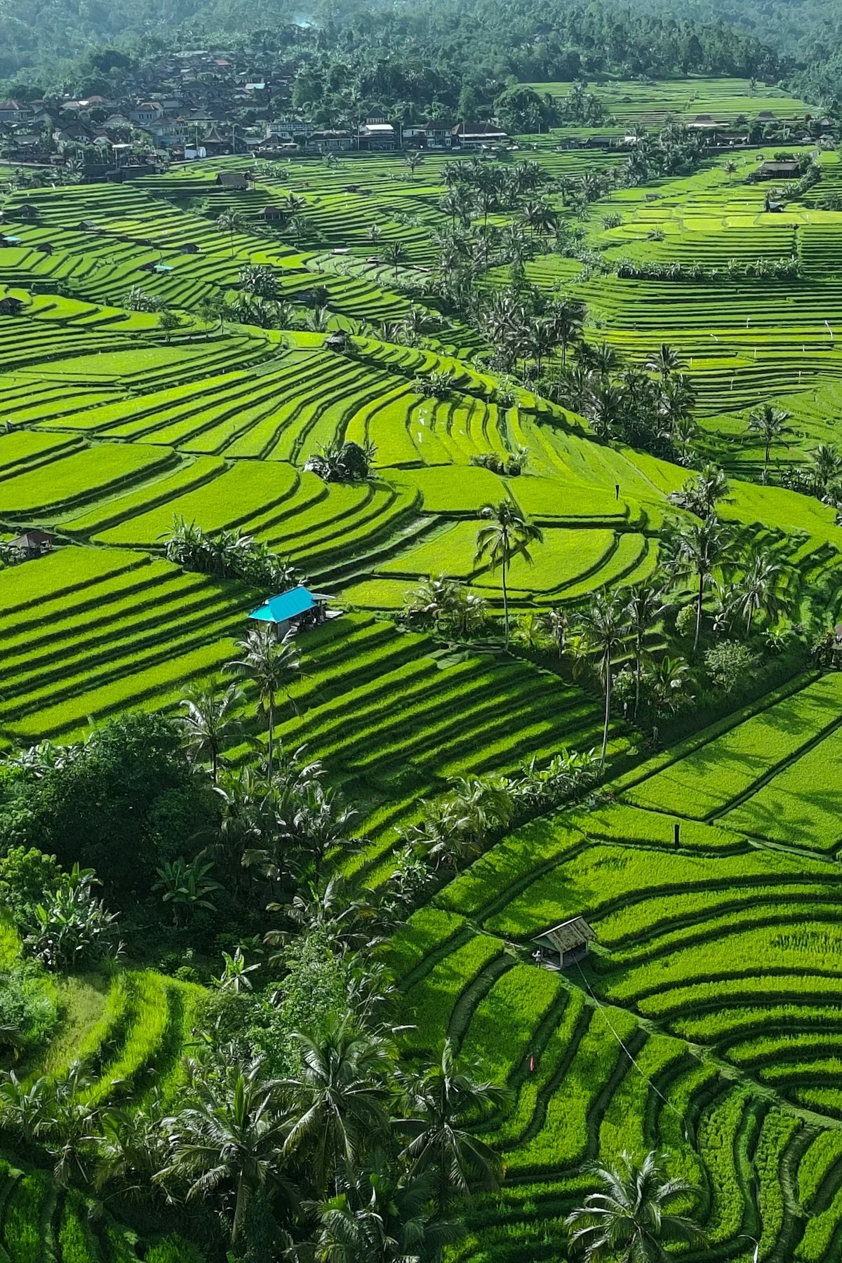 Lush green Jatiluwih rice terraces viewed from above in Bali