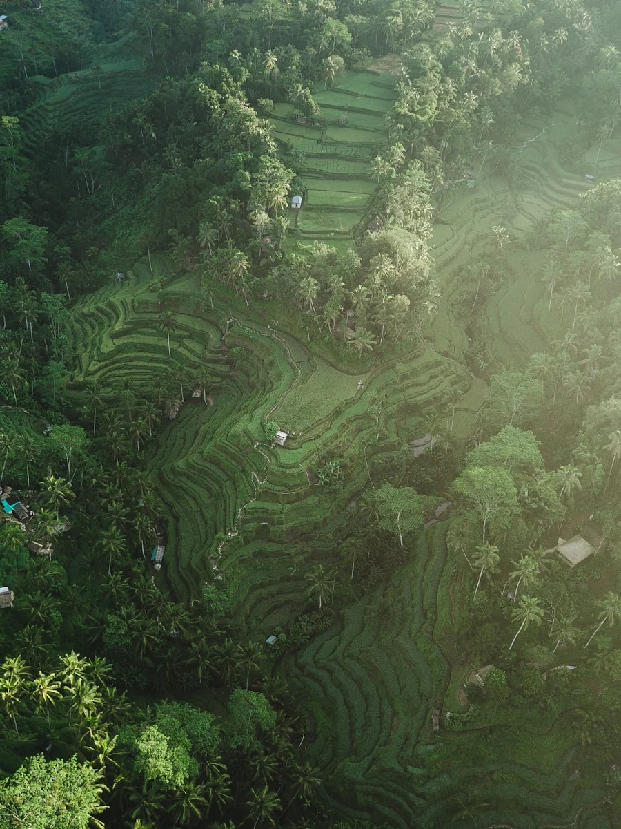 Aerial view of Tegalalang rice terraces near Ubud, Bali